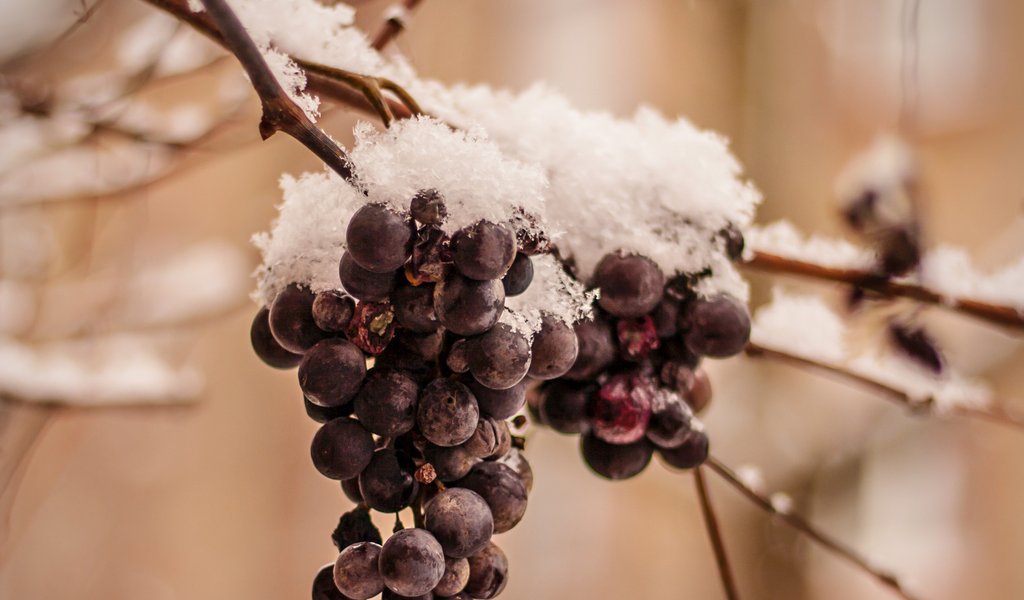Wine frozen on a vine