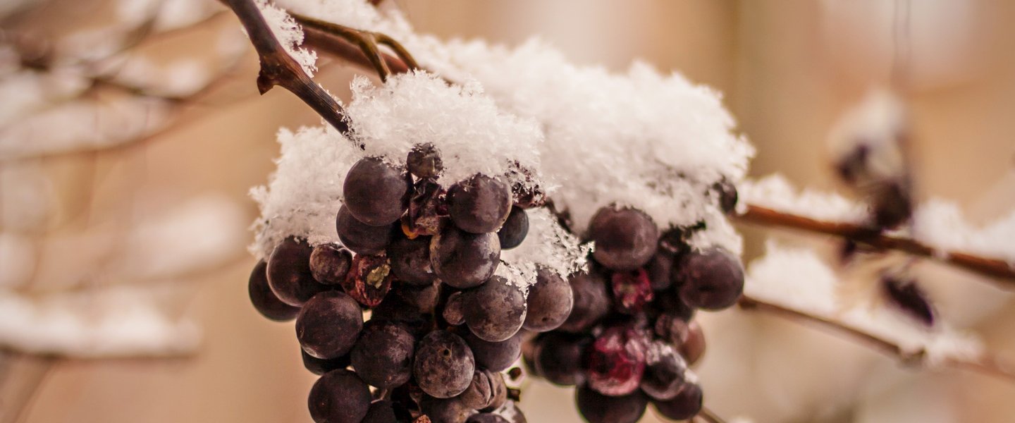 Wine frozen on a vine